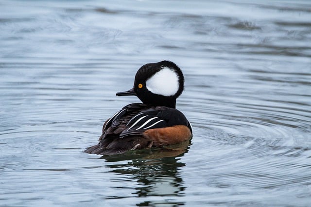 ດາວ​ນ​໌​ໂຫລດ​ຟຣີ duck lake ນ​້​ໍ​າ​ສັດ​ຮູບ​ພາບ​ຟຣີ​ທີ່​ຈະ​ໄດ້​ຮັບ​ການ​ແກ້​ໄຂ​ທີ່​ມີ GIMP ບັນນາທິການ​ຮູບ​ພາບ​ອອນ​ໄລ​ນ​໌​ຟຣີ​