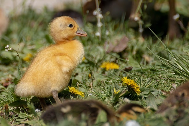 Free download bird duckling ornithology species free picture to be edited with GIMP free online image editor