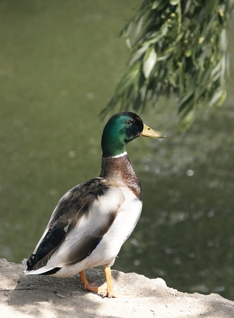 Free download bird duck mallard species fauna free picture to be edited with GIMP free online image editor