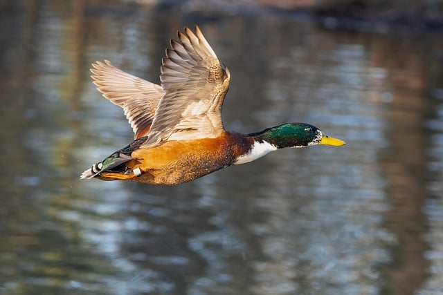 Free download bird duck mallard wings plumage free picture to be edited with GIMP free online image editor