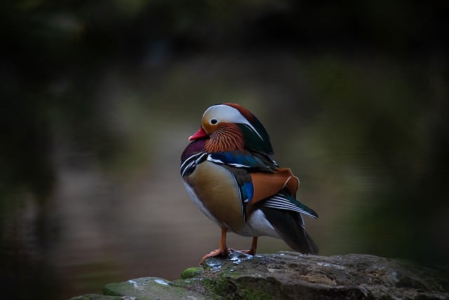 Free download bird duck mandarin duck ornithology free picture to be edited with GIMP free online image editor