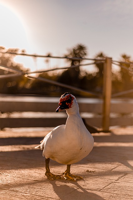 Free download bird duck muscovy duck ornithology free picture to be edited with GIMP free online image editor