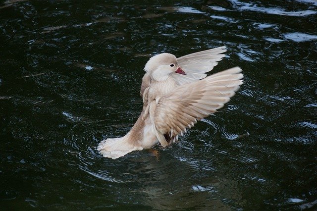 Baixe grátis Bird Duck Nature - foto ou imagem gratuita para ser editada com o editor de imagens online do GIMP