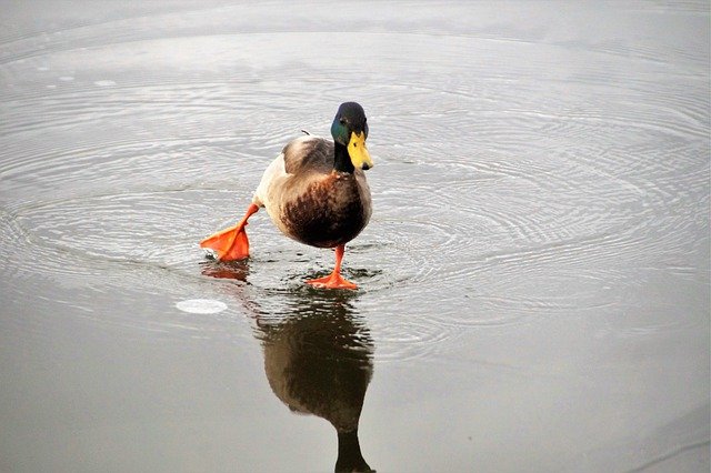 Free download bird duck ornithology drake free picture to be edited with GIMP free online image editor