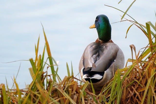 Free download bird duck pliable feathers free picture to be edited with GIMP free online image editor
