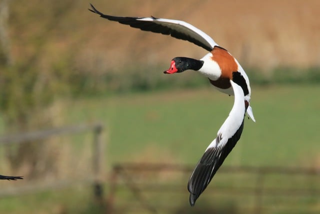 Free download bird duck shelduck waterbird free picture to be edited with GIMP free online image editor