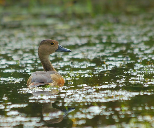 Descargue gratis una imagen gratuita del plumaje de la vida silvestre del pato del pájaro para editar con el editor de imágenes en línea gratuito GIMP