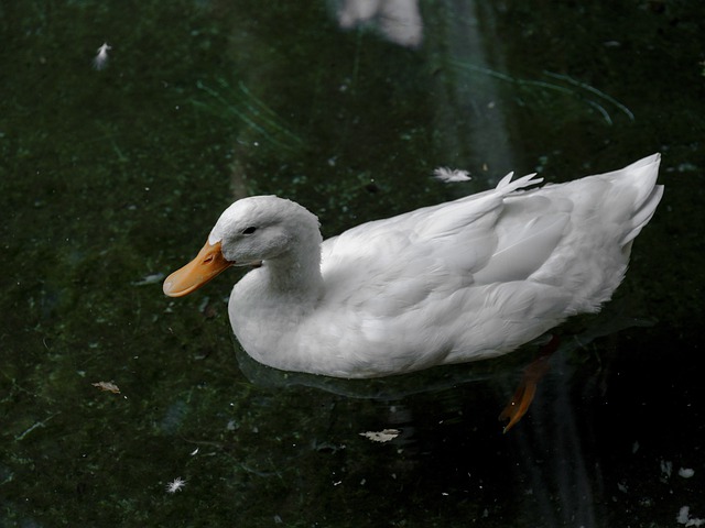 Free download bird duck wing beak feathers free picture to be edited with GIMP free online image editor