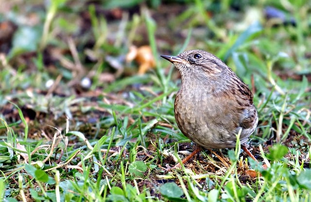 Free download bird dunnock accentor hedge sparrow free picture to be edited with GIMP free online image editor