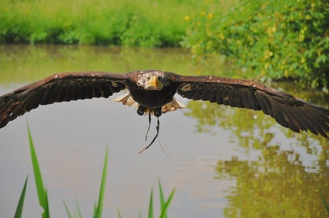 Gratis download Bird Eagle Animal - gratis gratis foto of afbeelding om te bewerken met GIMP online afbeeldingseditor