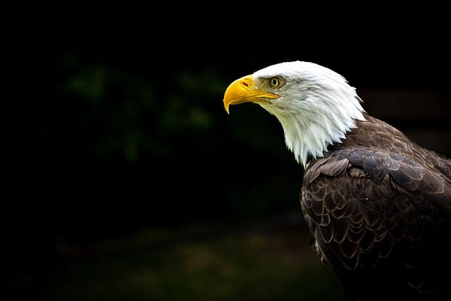 Baixar grátis ave águia águia careca ave de rapina imagem gratuita para ser editada com o editor de imagens on-line gratuito GIMP