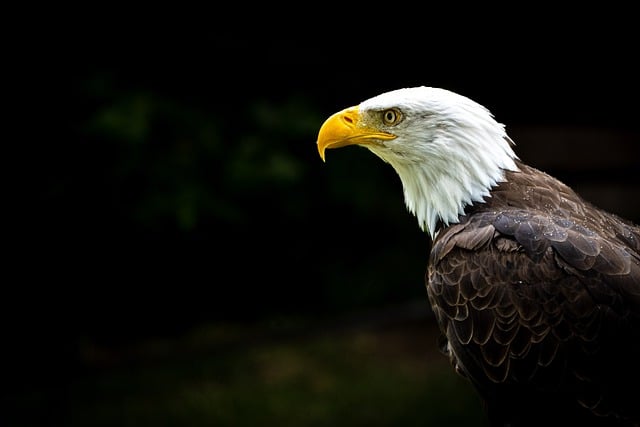 Free download bird eagle bald eagle bird of prey free picture to be edited with GIMP free online image editor