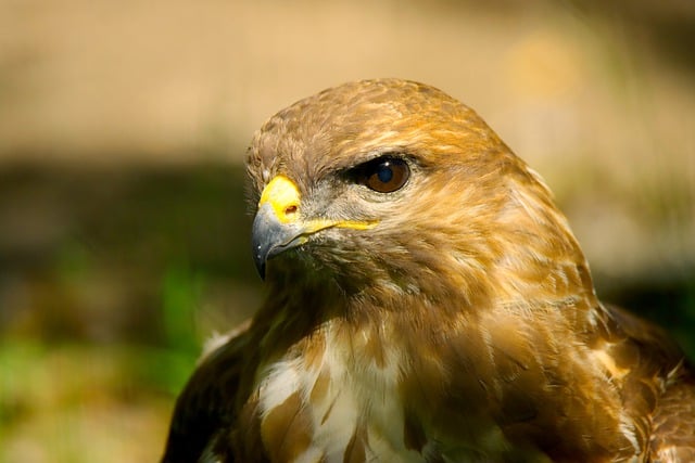 Free download bird eagle feathers plumage avian free picture to be edited with GIMP free online image editor