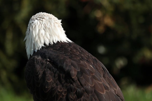 Бесплатно скачать птица орел шея шея перья бесплатно изображение для редактирования с помощью бесплатного онлайн-редактора изображений GIMP