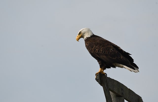 Free download bird eagle ornithology species free picture to be edited with GIMP free online image editor