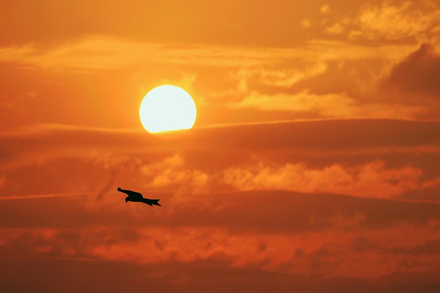 जीआईएमपी मुफ्त ऑनलाइन छवि संपादक के साथ संपादित करने के लिए पक्षी ईगल आकाश सूर्यास्त प्रकृति मुफ्त तस्वीर डाउनलोड करें