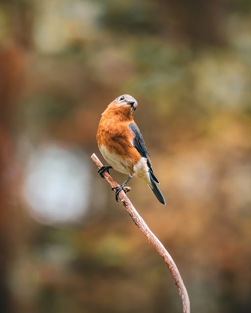 Free download bird eastern bluebird ornithology free picture to be edited with GIMP free online image editor