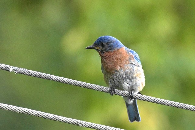 دانلود رایگان Bird Eastern Bluebird Sitting On A - عکس یا تصویر رایگان قابل ویرایش با ویرایشگر تصویر آنلاین GIMP