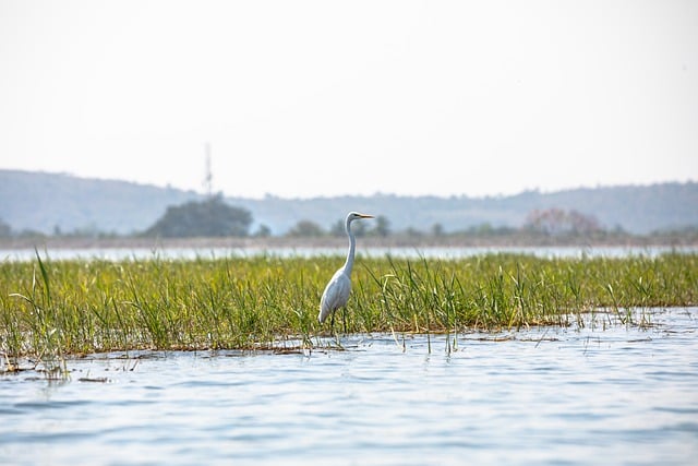 Free download bird eastern great egret ornithology free picture to be edited with GIMP free online image editor