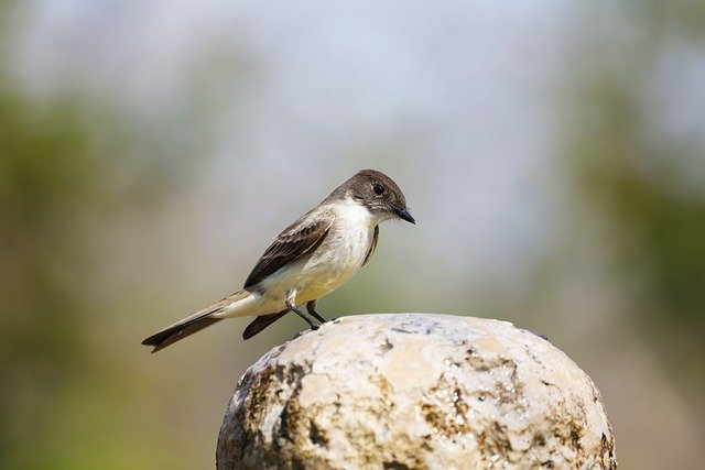 Free download bird eastern phoebe ornithology free picture to be edited with GIMP free online image editor
