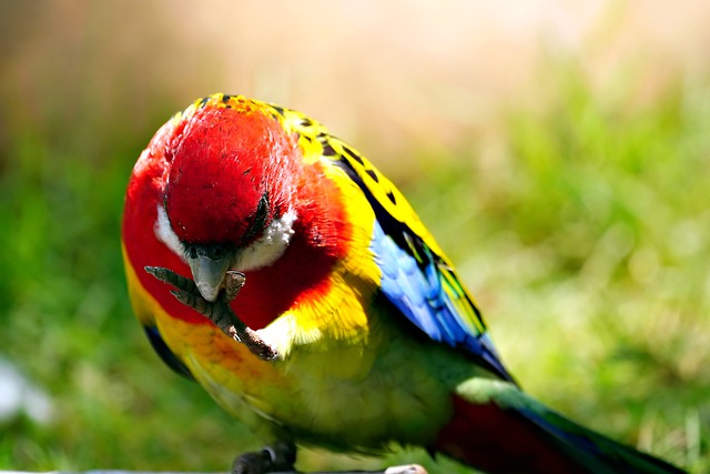 Free download bird eastern rosella rosella free picture to be edited with GIMP free online image editor