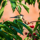 Bird Eating Red Fruit  screen for extension Chrome web store in OffiDocs Chromium