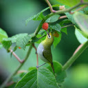 Bird eating ripe fruit  screen for extension Chrome web store in OffiDocs Chromium Bird eating ripe fruit  screen for extension Chrome web store in OffiDocs Chromium