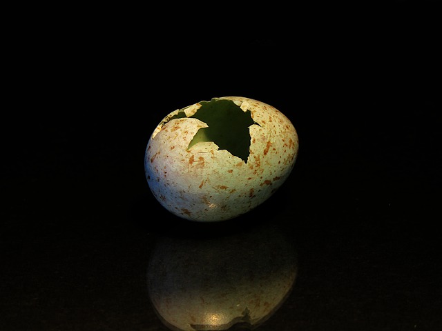 Free download bird egg hatched nature life free picture to be edited with GIMP free online image editor