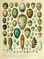 Free download Bird Eggs by Adolphe Millot free photo or picture to be edited with GIMP online image editor