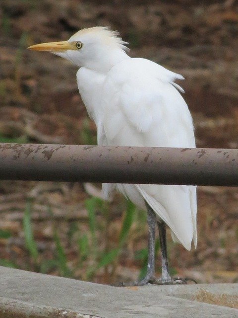 Безкоштовно завантажте Bird Egret – безкоштовну фотографію чи зображення для редагування за допомогою онлайн-редактора зображень GIMP