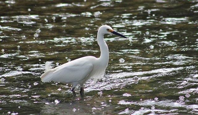 Free download bird egret animal wildlife free picture to be edited with GIMP free online image editor