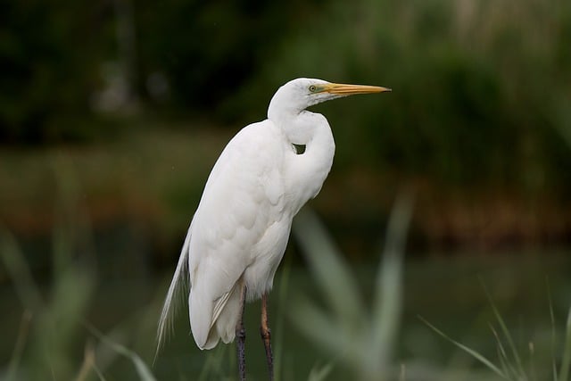 Free download bird egret feathers lake plumage free picture to be edited with GIMP free online image editor