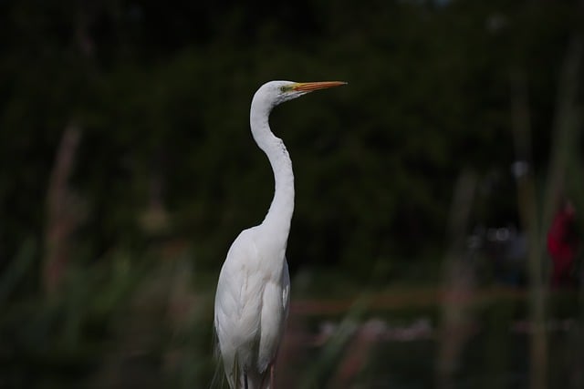 Free download bird egret feathers plumage avian free picture to be edited with GIMP free online image editor