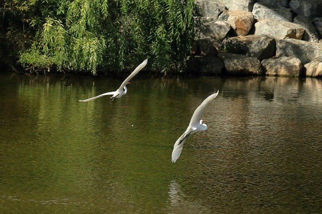 Free download Bird Egret Flying -  free photo or picture to be edited with GIMP online image editor