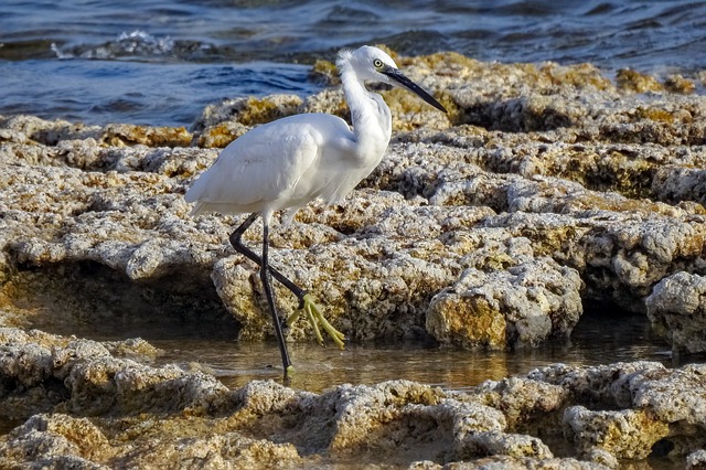 Free download bird egret little egret animal free picture to be edited with GIMP free online image editor