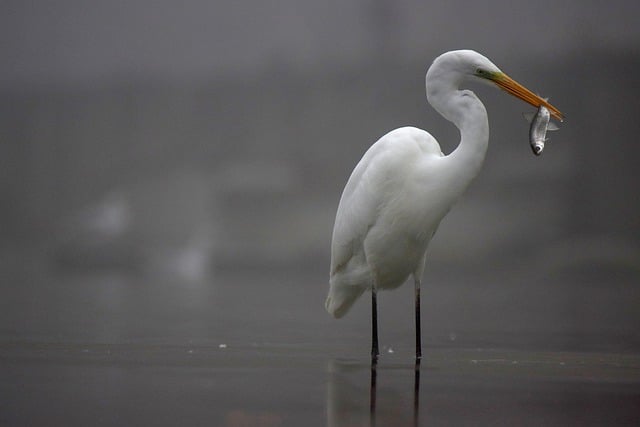 Free download bird egret nature animal avian free picture to be edited with GIMP free online image editor