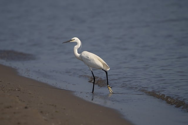 Free download bird egret ornithology species free picture to be edited with GIMP free online image editor