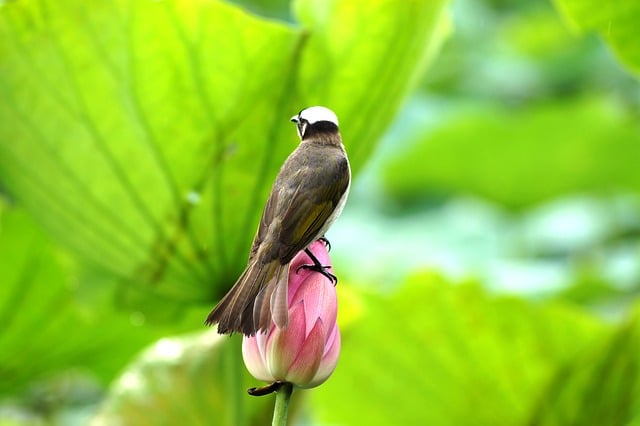 Free download bird egret park lotus flower free picture to be edited with GIMP free online image editor