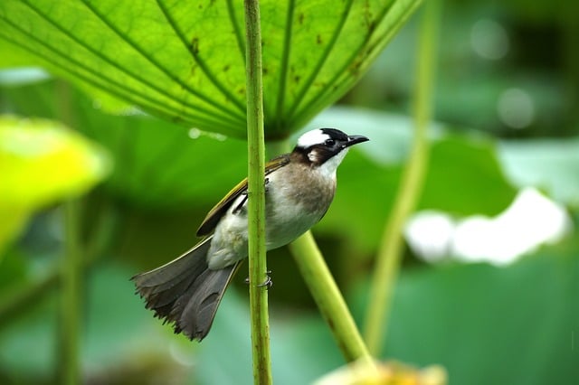 Free download bird egret park nature lotus free picture to be edited with GIMP free online image editor