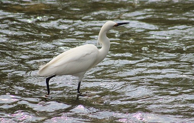 Free download bird egret river avian park free picture to be edited with GIMP free online image editor