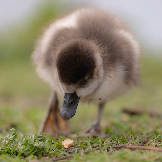 Free download bird egyptian goose goose gosling free picture to be edited with GIMP free online image editor
