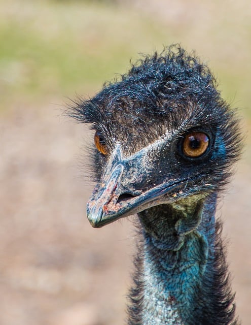 Free download bird emu beak feathers plumage free picture to be edited with GIMP free online image editor