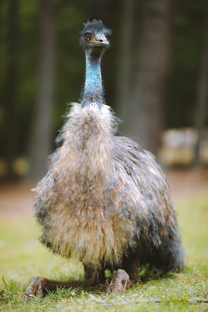 Free download bird emu ornithology species fauna free picture to be edited with GIMP free online image editor