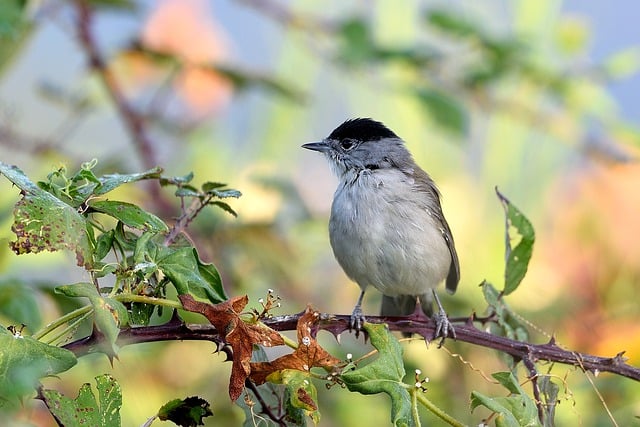 Free download bird eurasian blackcap ornithology free picture to be edited with GIMP free online image editor