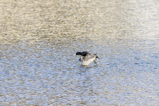 Free download bird eurasian coot gull larus free picture to be edited with GIMP free online image editor