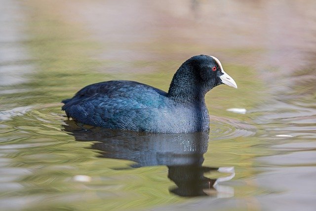 Free download bird eurasian coot ornithology free picture to be edited with GIMP free online image editor