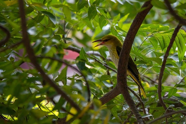 Kostenloser Download Vogel eurasischer goldener Pirol weibliches kostenloses Bild, das mit dem kostenlosen Online-Bildeditor GIMP bearbeitet werden kann