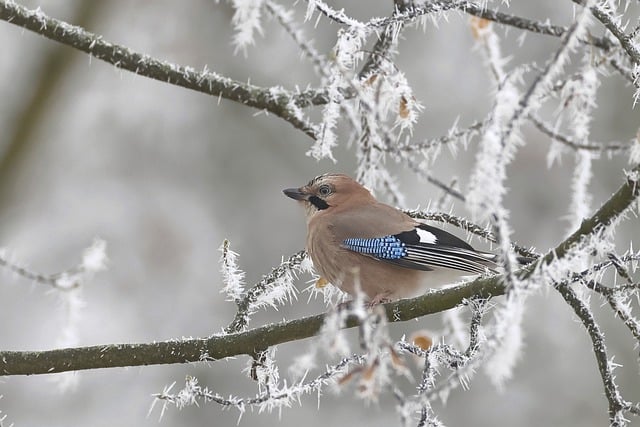 Free download bird eurasian jay jay perched free picture to be edited with GIMP free online image editor