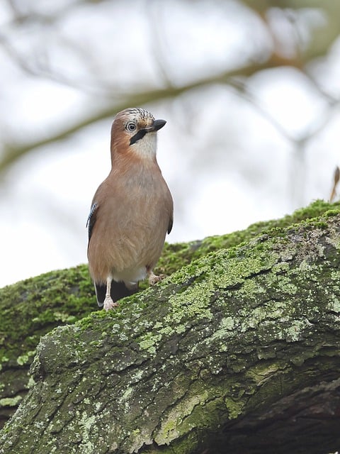 Free download bird eurasian jay jay plumage free picture to be edited with GIMP free online image editor