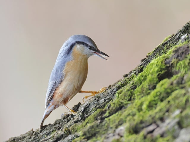 Free download bird eurasian nuthatch animal free picture to be edited with GIMP free online image editor